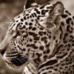 These 10 Ancient Cats Likely Inspired Mythological Beasts