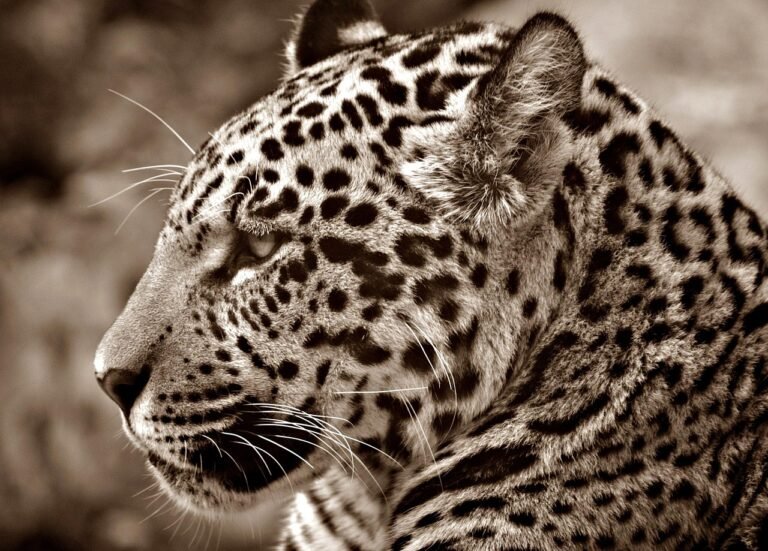These 10 Ancient Cats Likely Inspired Mythological Beasts