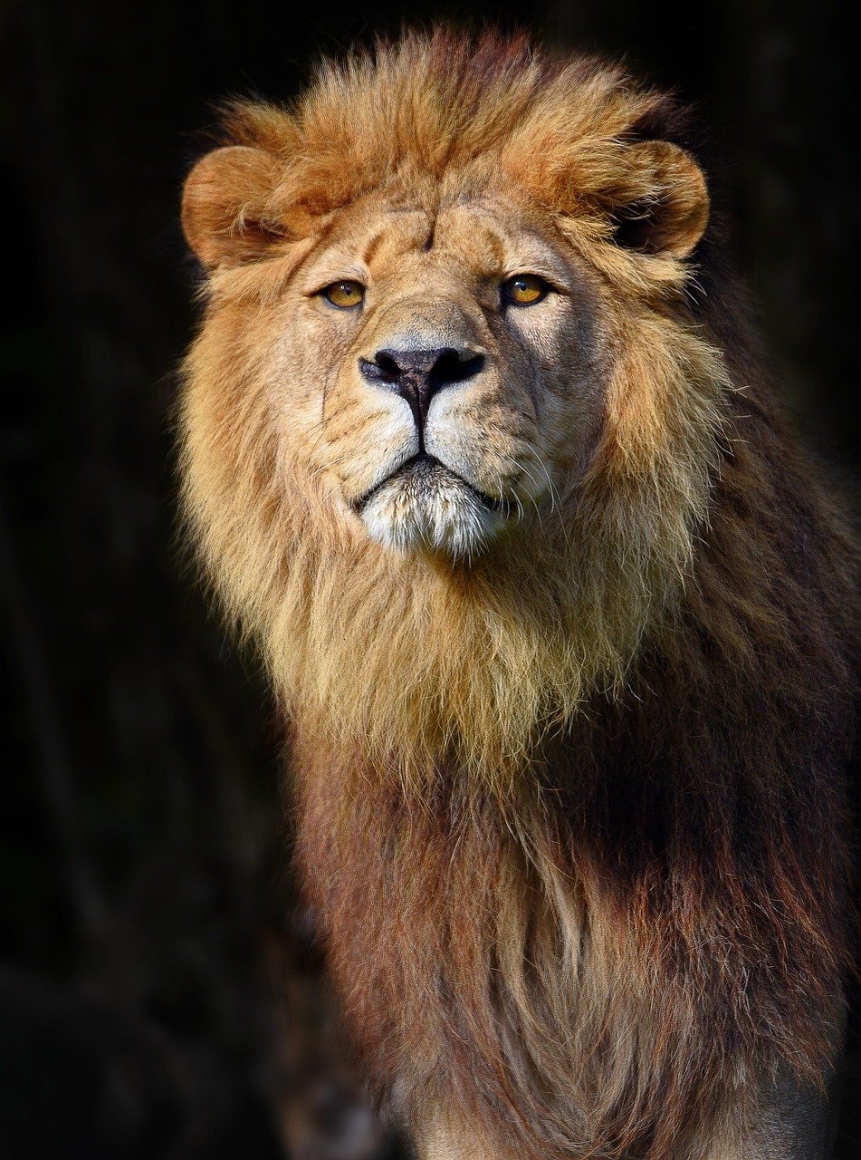 What Their Extinction Teaches Us (image credits: pixabay)