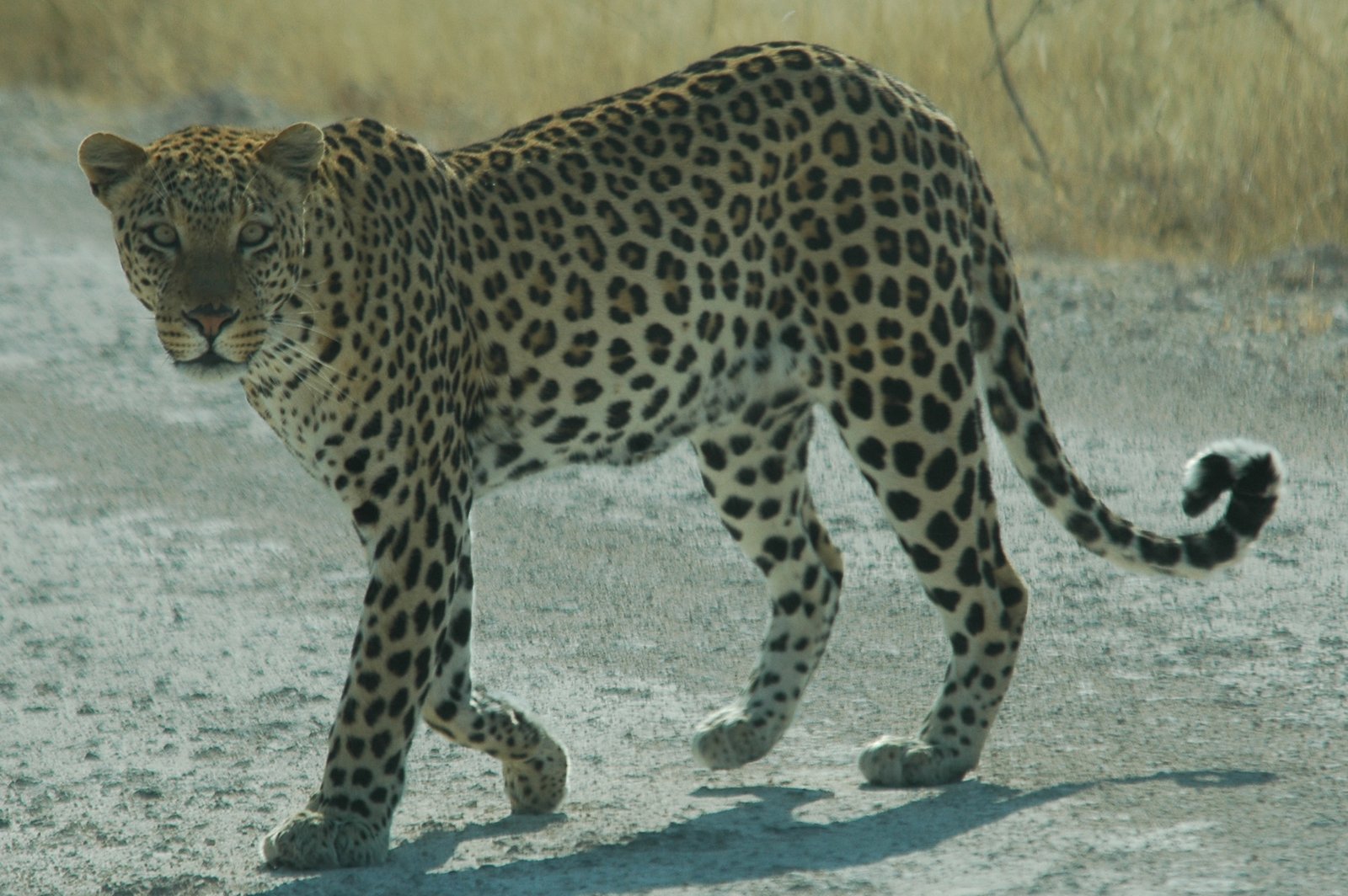 Silent Keepers of Balance (image credits: wikimedia)