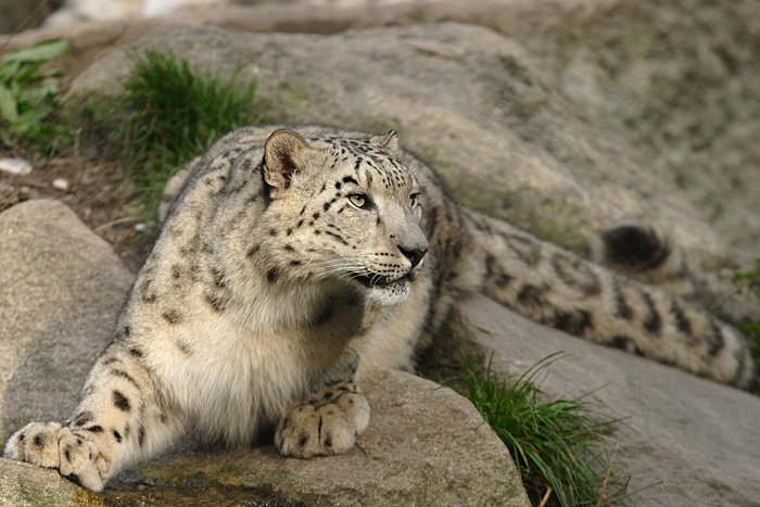 Mysteries in the Mountains (image credits: wikimedia)