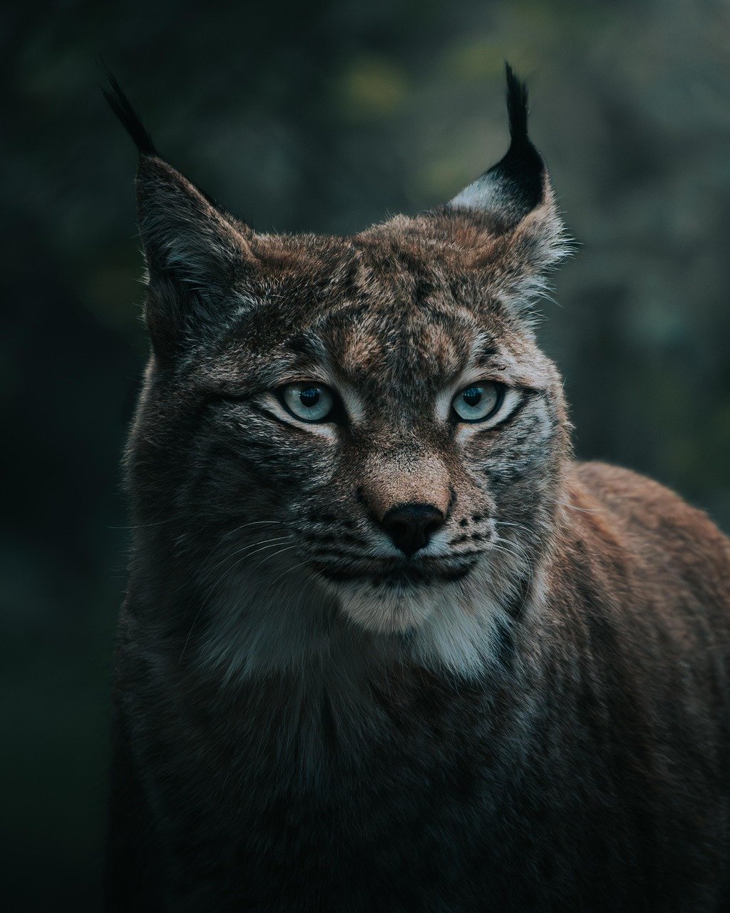 The Lynx Had Snowshoe Paws for Ice Age Survival (image credits: pixabay)