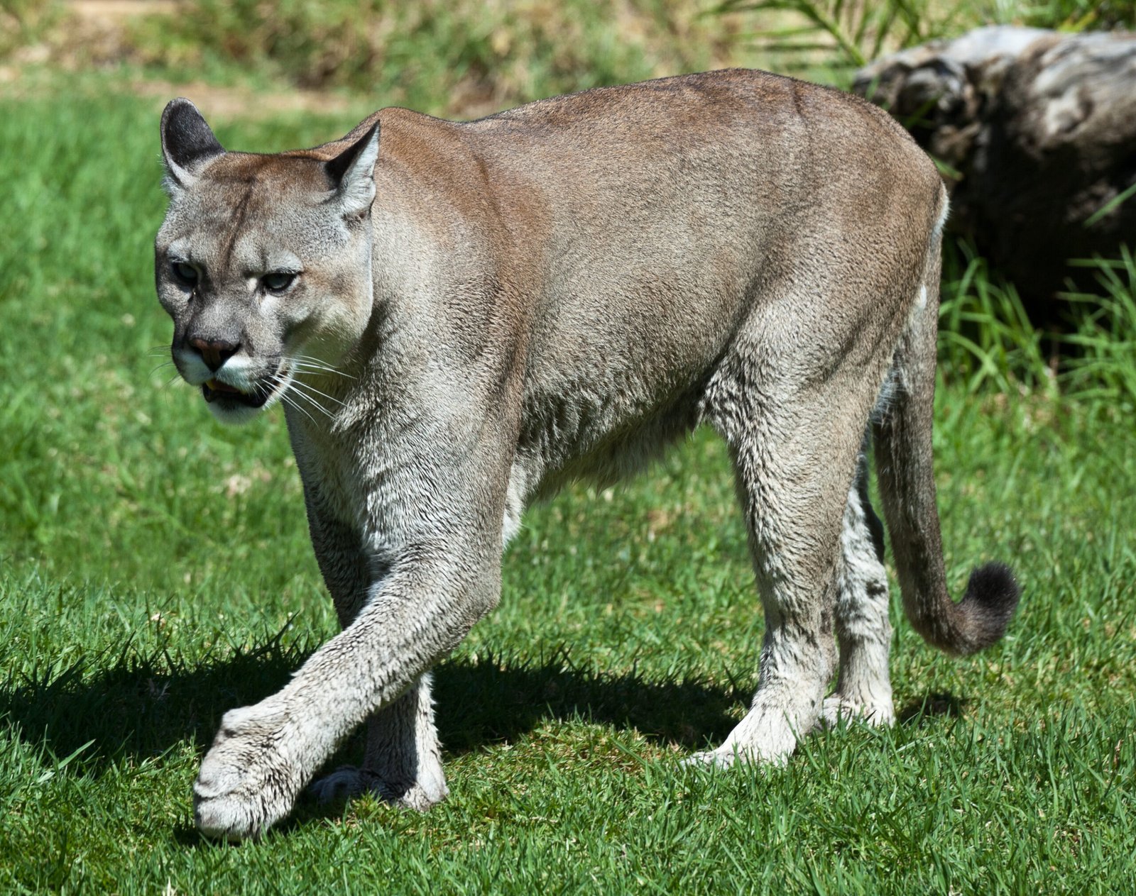 Mountain Lions Are Ice Age Survivors (image credits: wikimedia)