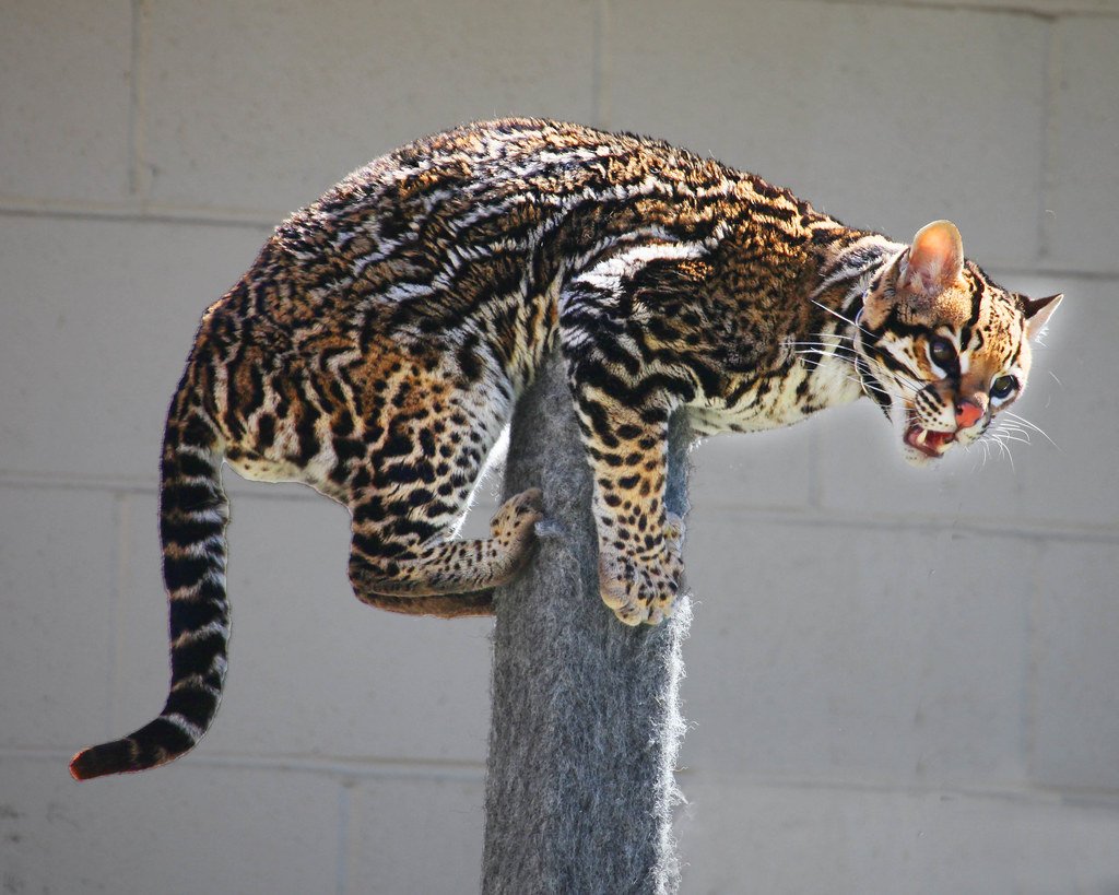 Ocelots Once Hunted Giant Rodents (image credits: flickr)