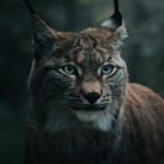 11 Prehistoric Cats That Once Roamed North America