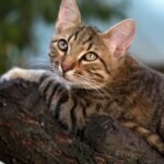 Vertical Territory Exploration