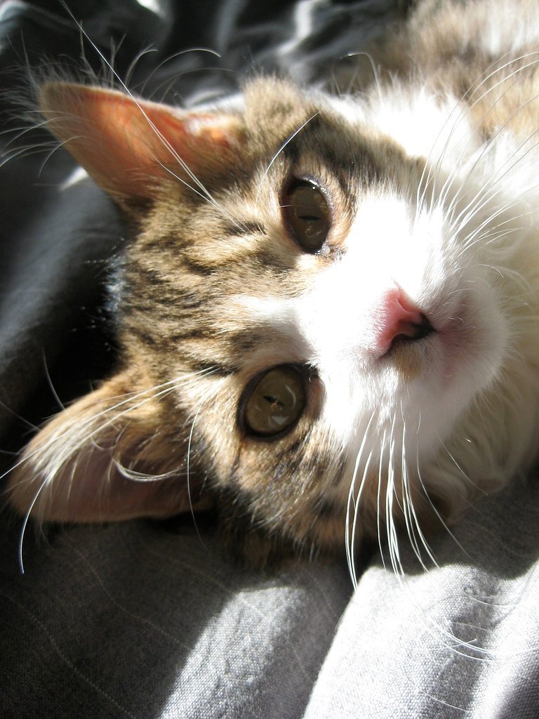 Conclusion: The Secret to Feline Happiness (image credits: flickr)