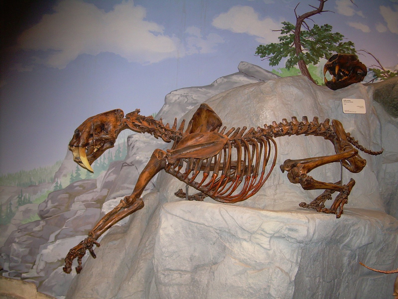 The Panthera fossilis: Europe’s Ancient Giant (image credits: wikimedia)