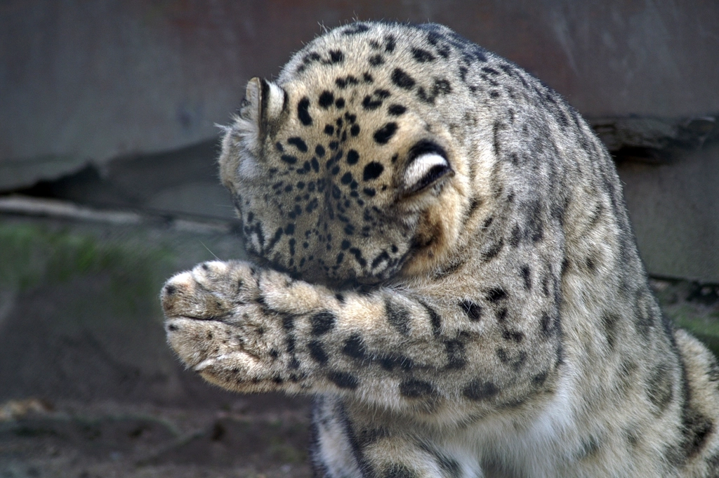 The Glacial Leopard: Spotting Danger in the Snow (image credits: rawpixel)