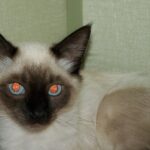 10 Things Indoor Cats Need That Most Homes Forget