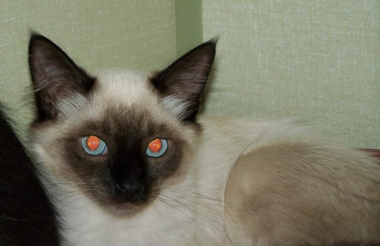 10 Things Indoor Cats Need That Most Homes Forget