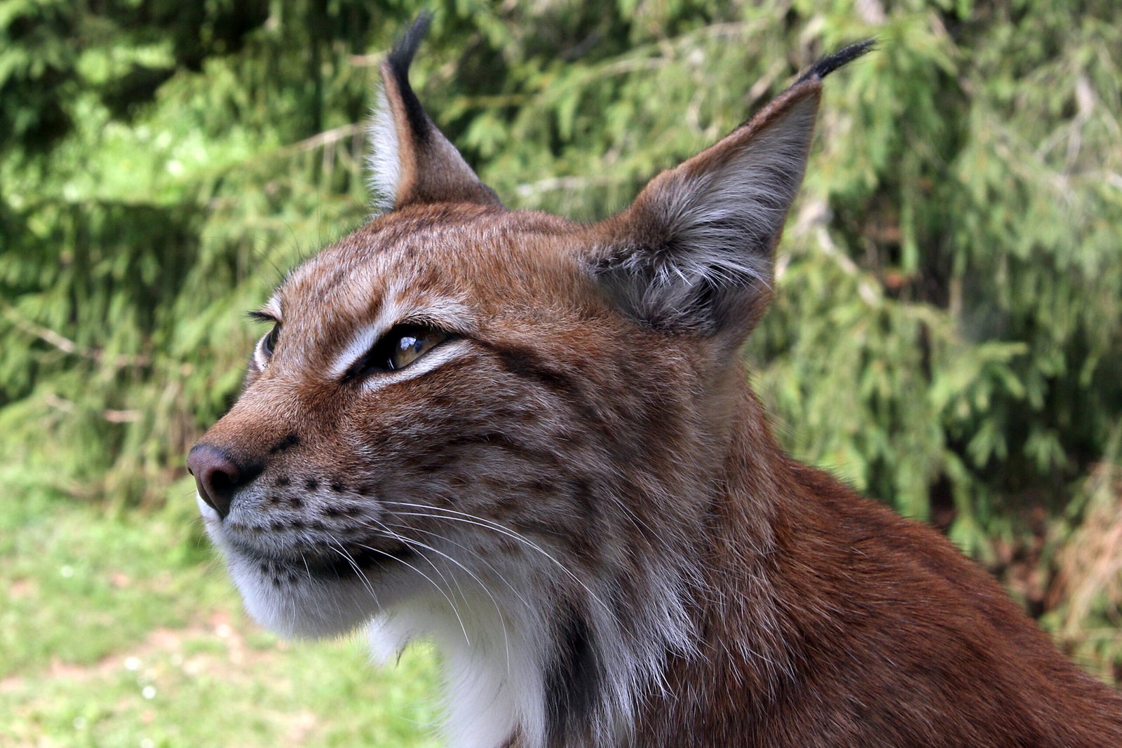The Sardinian Lynx: Island Enigma (image credits: wikimedia)