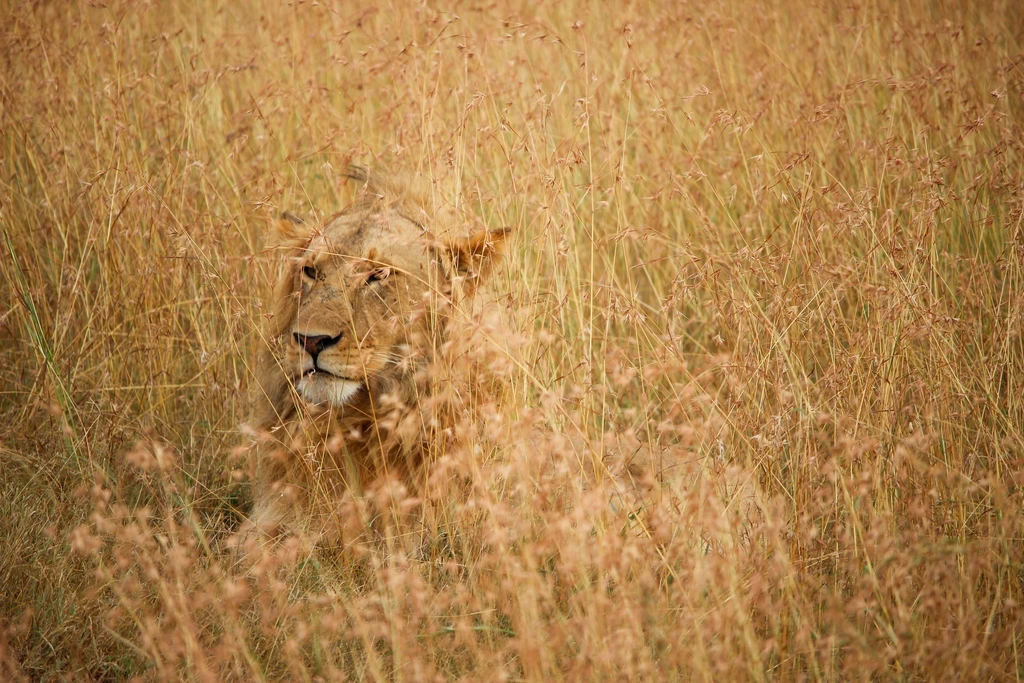 The Mane Helps in Pride Takeovers (image credits: rawpixel)