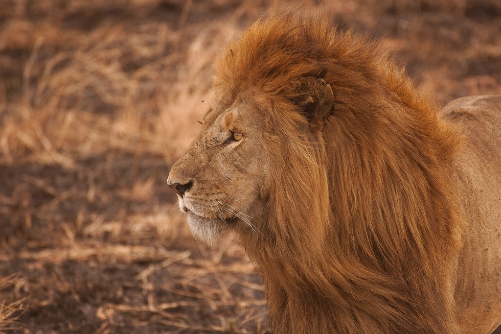 Manes Can Attract Unwanted Attention (image credits: rawpixel)