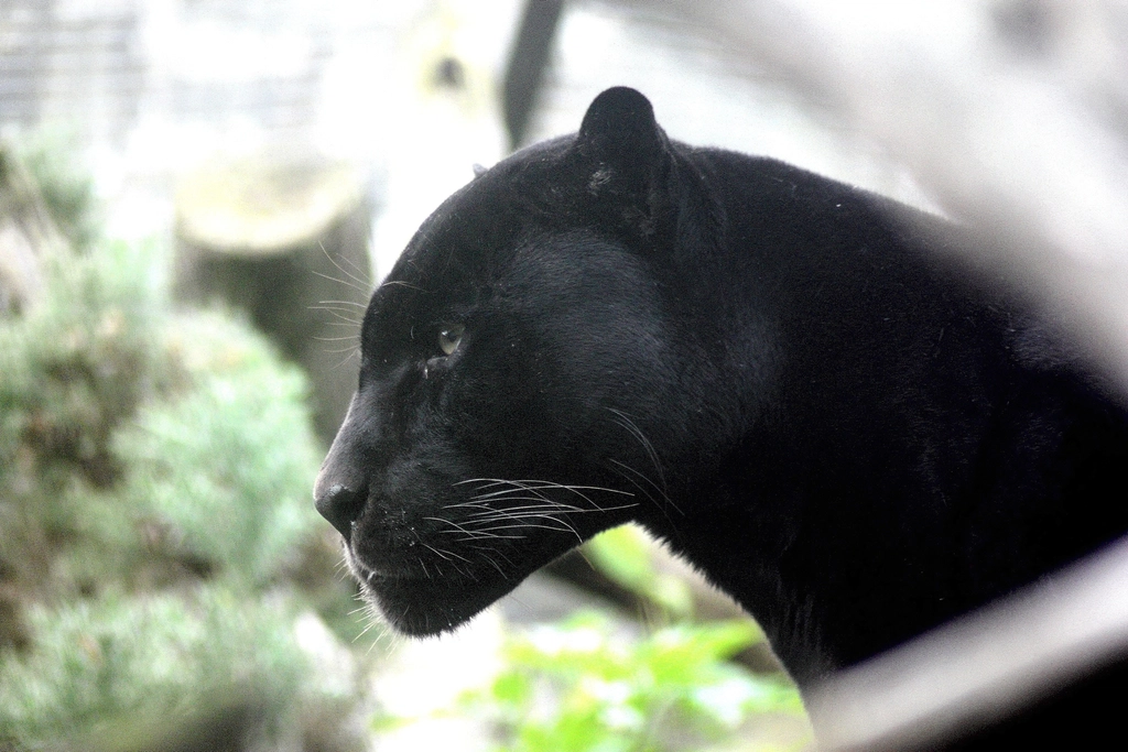 Panthers Using Stealth to Outsmart Prey (image credits: rawpixel)