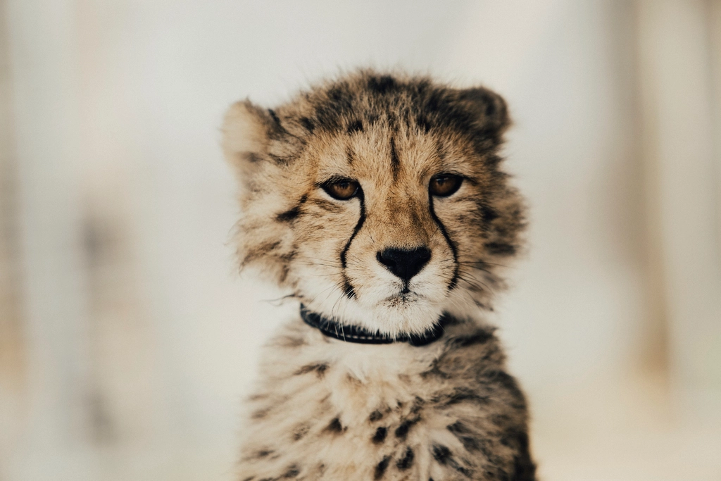 Leopards Moving Cubs to Safer Locations (image credits: rawpixel)