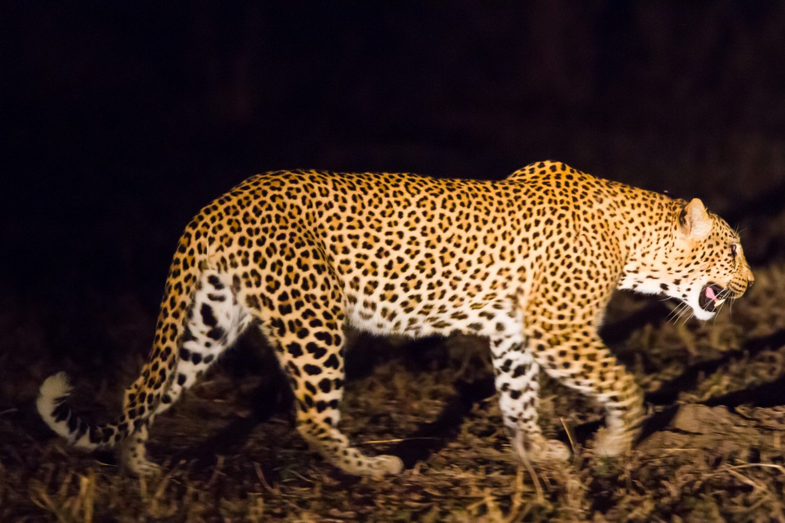 Leopards Avoiding Human Settlements at Night (image credits: wikimedia)