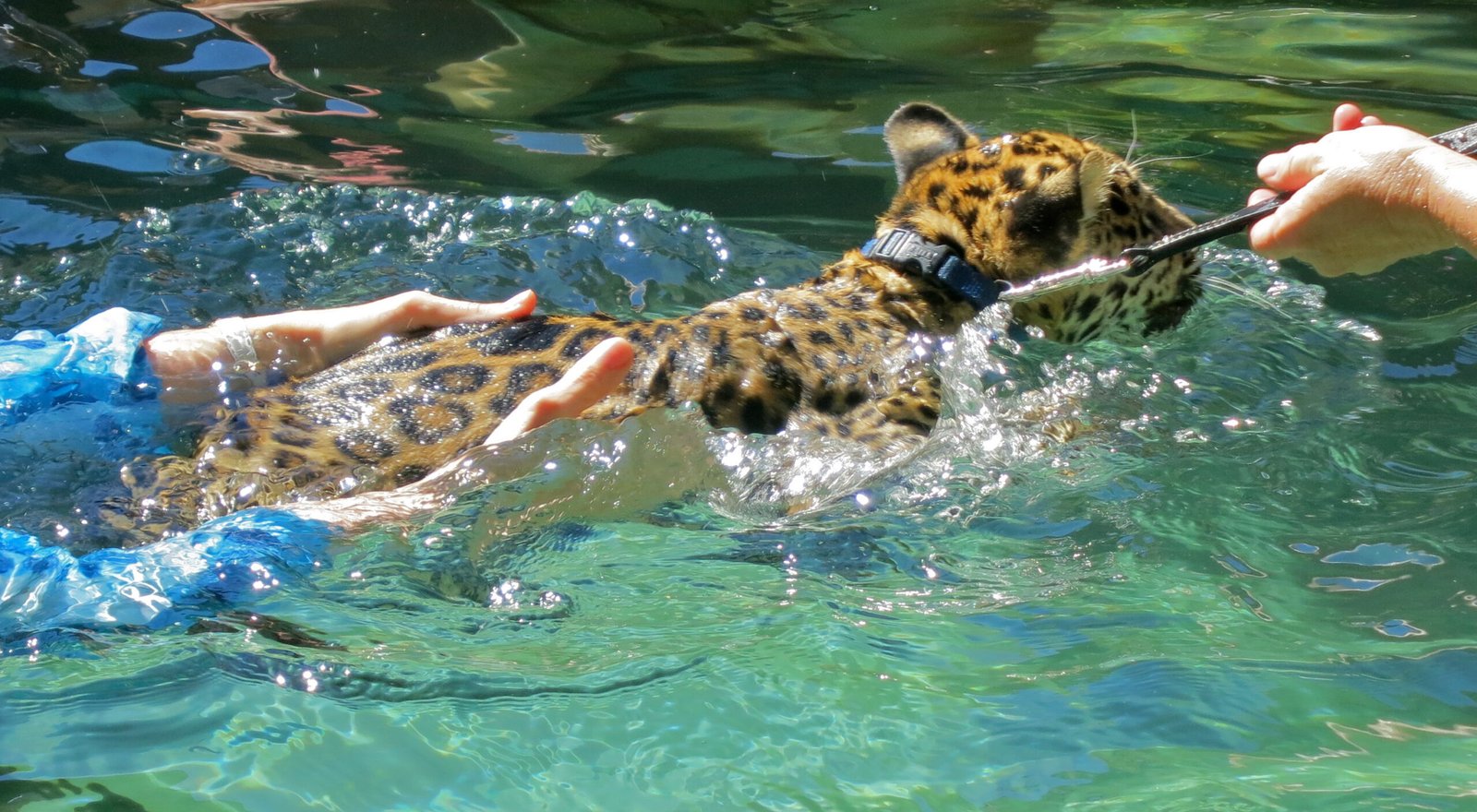 Jaguars Teaching Cubs to Swim (image credits: wikimedia)
