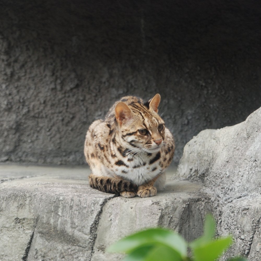 Bengal: The Wild at Heart Explorer (image credits: wikimedia)