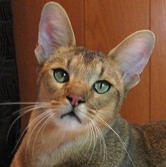 Chausie: The Jungle Cat’s Legacy (image credits: wikimedia)