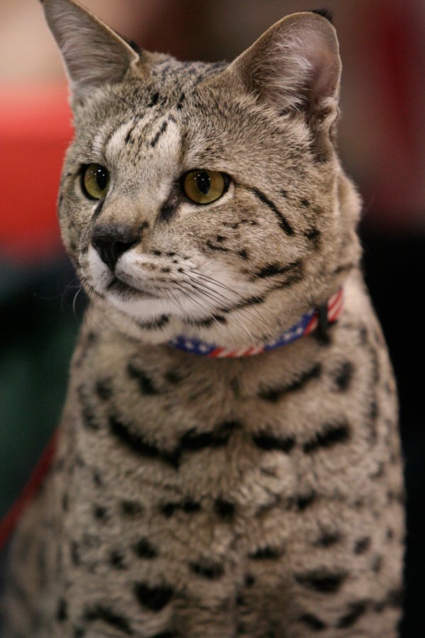 Savannah: The Wild-At-Heart Hybrid (image credits: wikimedia)