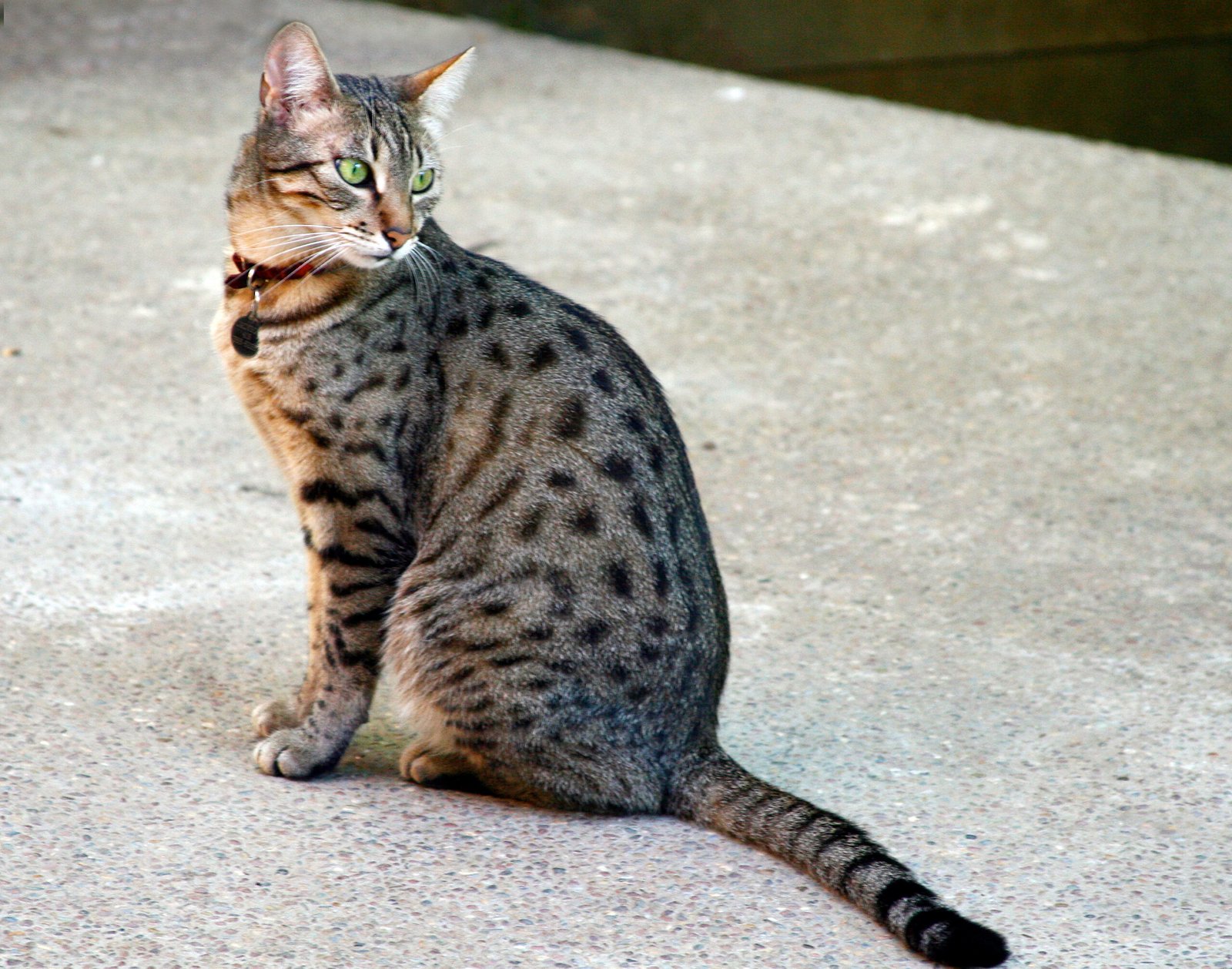 Egyptian Mau: The Ancient Beauty (image credits: wikimedia)