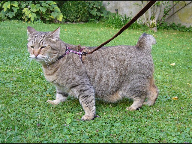 Pixiebob: The Bobcat’s Doppelgänger (image credits: wikimedia)