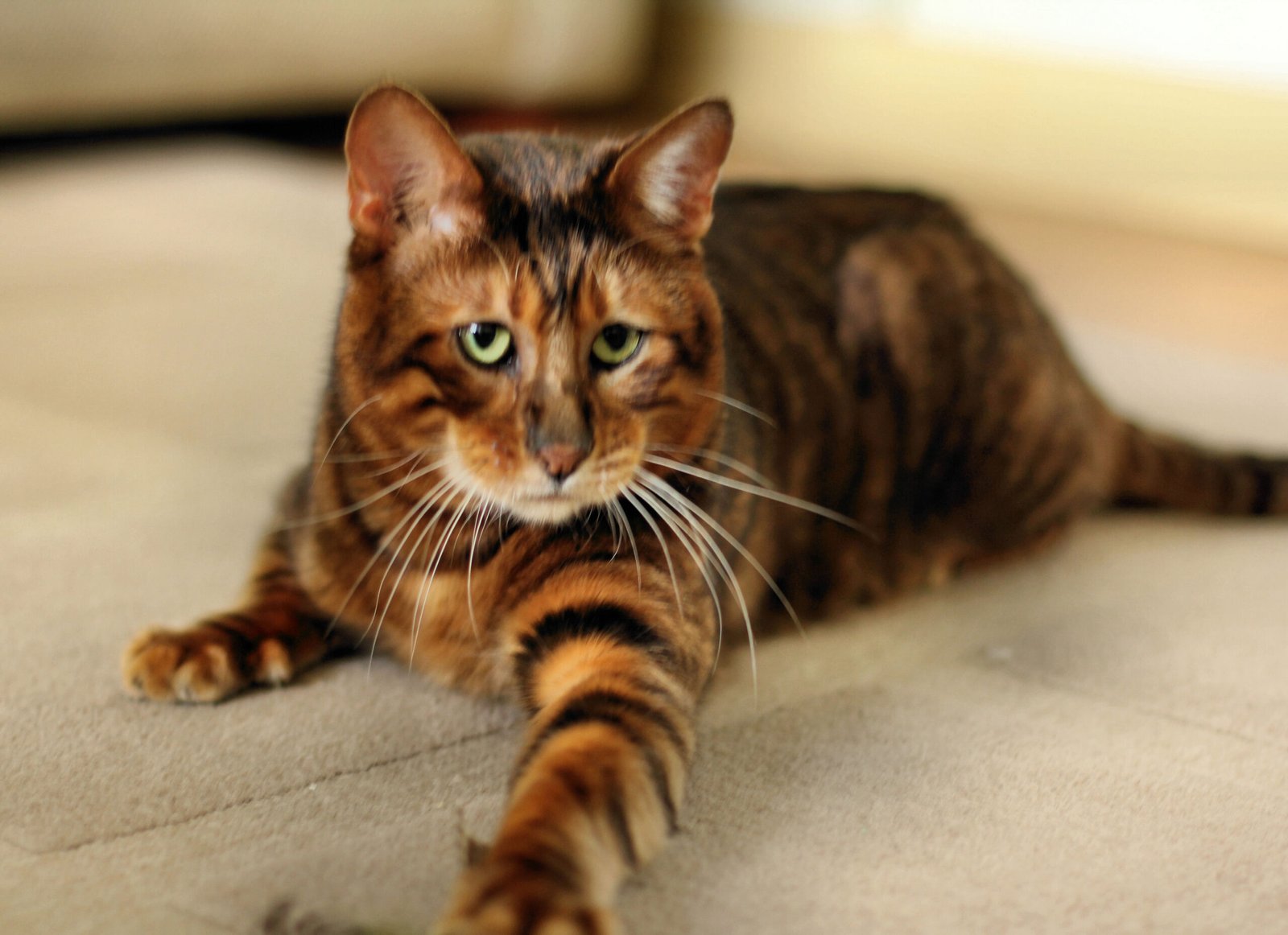 Toyger: The Striped Showstopper (image credits: wikimedia)