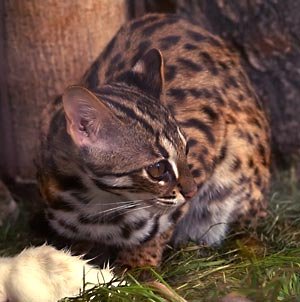 Asian Leopard Cat: The Untamed Ancestor (image credits: wikimedia)