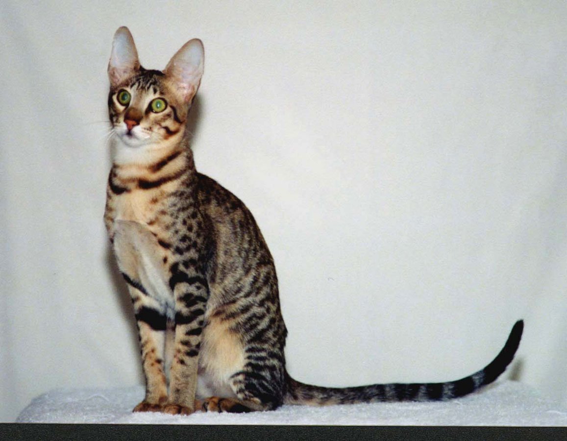 Serengeti Cat: The Long-Legged Dreamer (image credits: wikimedia)