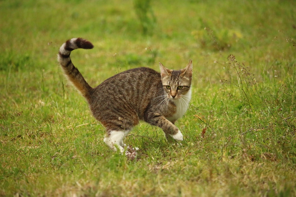 Chaussie: The Wild Cat’s Reflection (image credits: rawpixel)