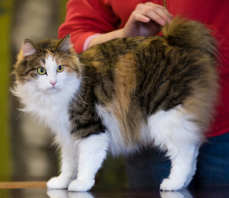 Kurilian Bobtail: The Island Mystery (image credits: wikimedia)