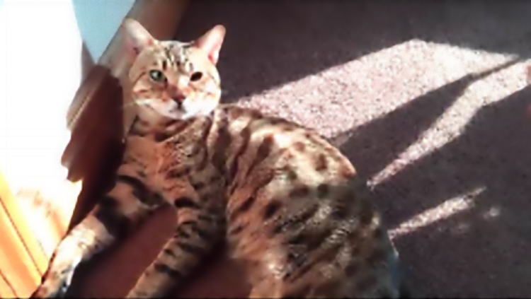 Cheetoh Cat: The Spotty Dynamo (image credits: wikimedia)