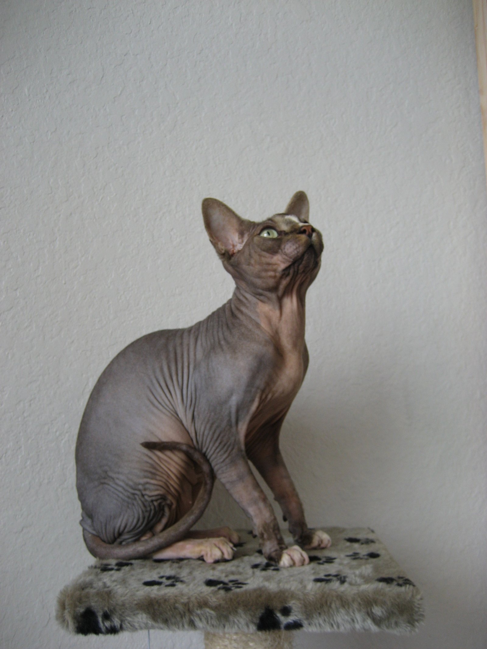 Donskoy: The Russian Hairless Wonder (image credits: wikimedia)
