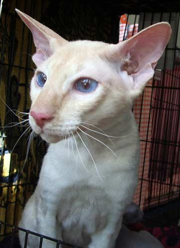 Peterbald: The Elegant St. Petersburg Native (image credits: wikimedia)