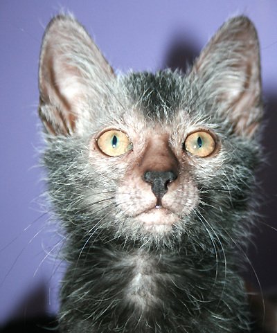 Lykoi: The Werewolf Cat (image credits: wikimedia)
