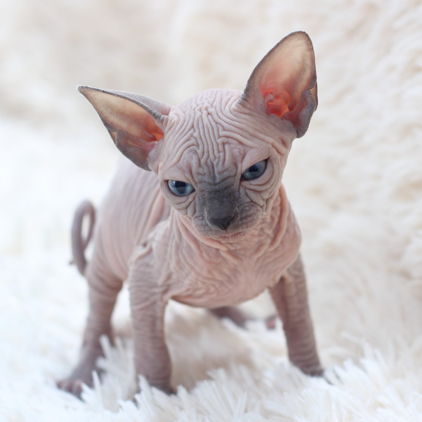 Personality Plus: Why Hairless Cats Are So Engaging (image credits: wikimedia)
