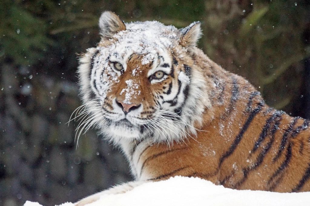 Siberian Tiger: The Ice King (image credits: rawpixel)