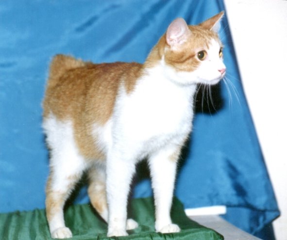 Japanese Bobtail: The Joyful Sprite (image credits: wikimedia)
