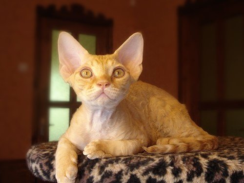 Devon Rex: Social Butterflies (image credits: wikimedia)