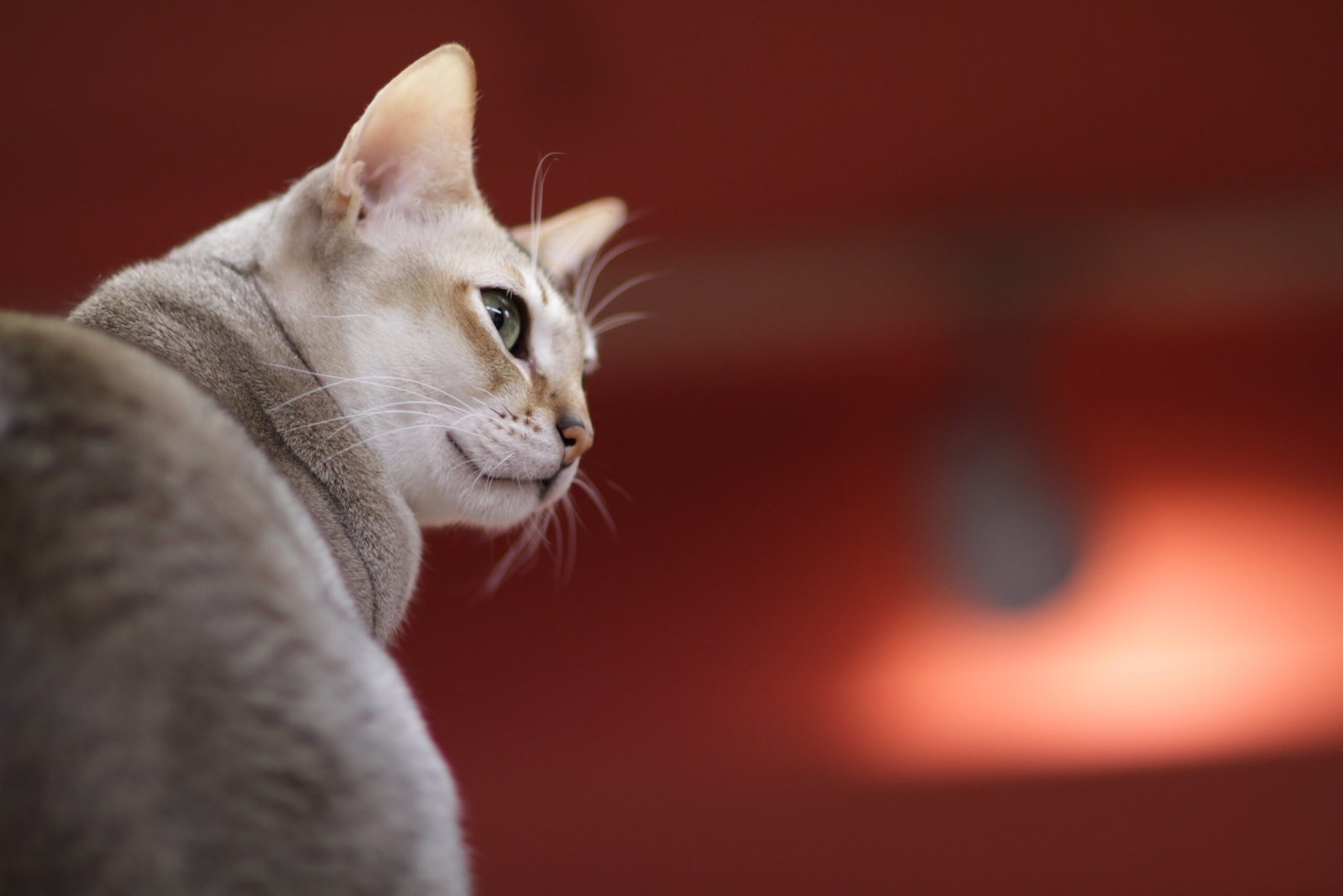 Singapura: Gentle Companions for All Ages (image credits: wikimedia)