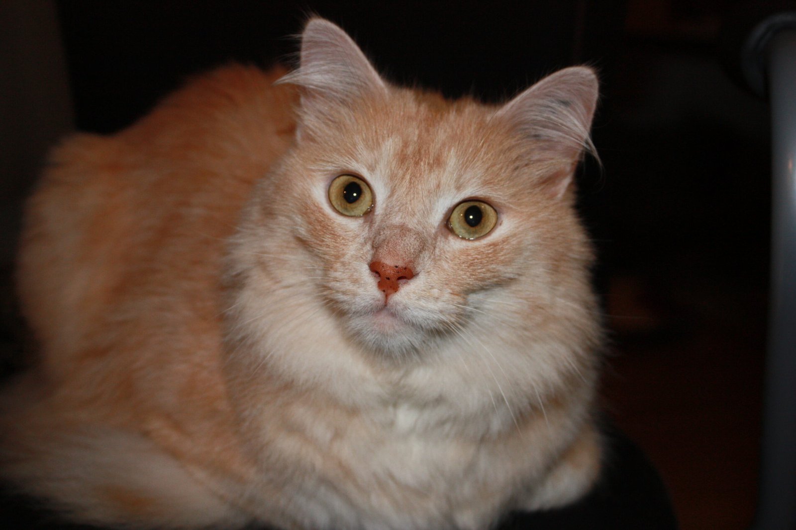Turkish Angora: The Silent Communicator (image credits: wikimedia)
