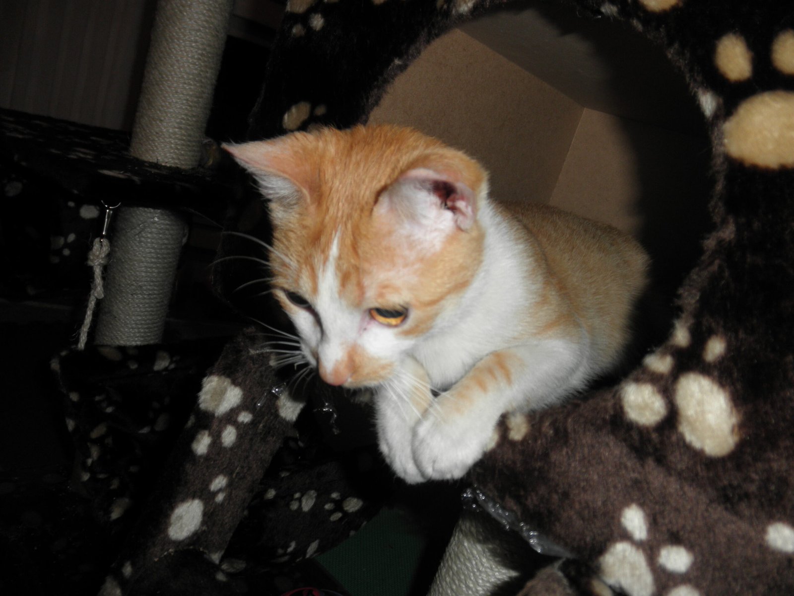 Japanese Bobtail: Nature’s Playful Gift (image credits: wikimedia)
