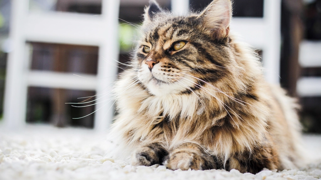 The Persian: Velvet-Coated Aristocrats (image credits: rawpixel)