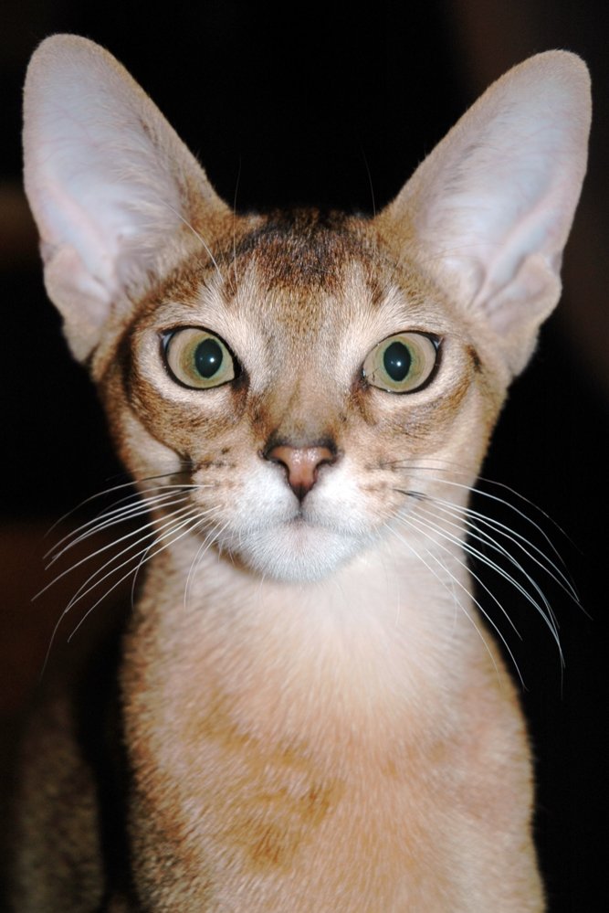 The Abyssinian: Pharaoh’s Feline Favorite (image credits: wikimedia)