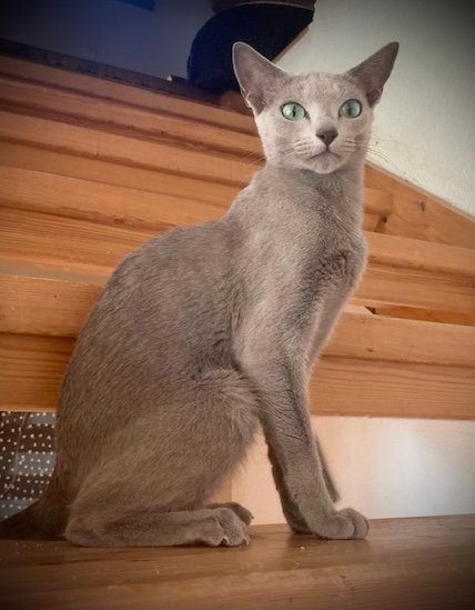 The Russian Blue: Czarina’s Secret (image credits: wikimedia)