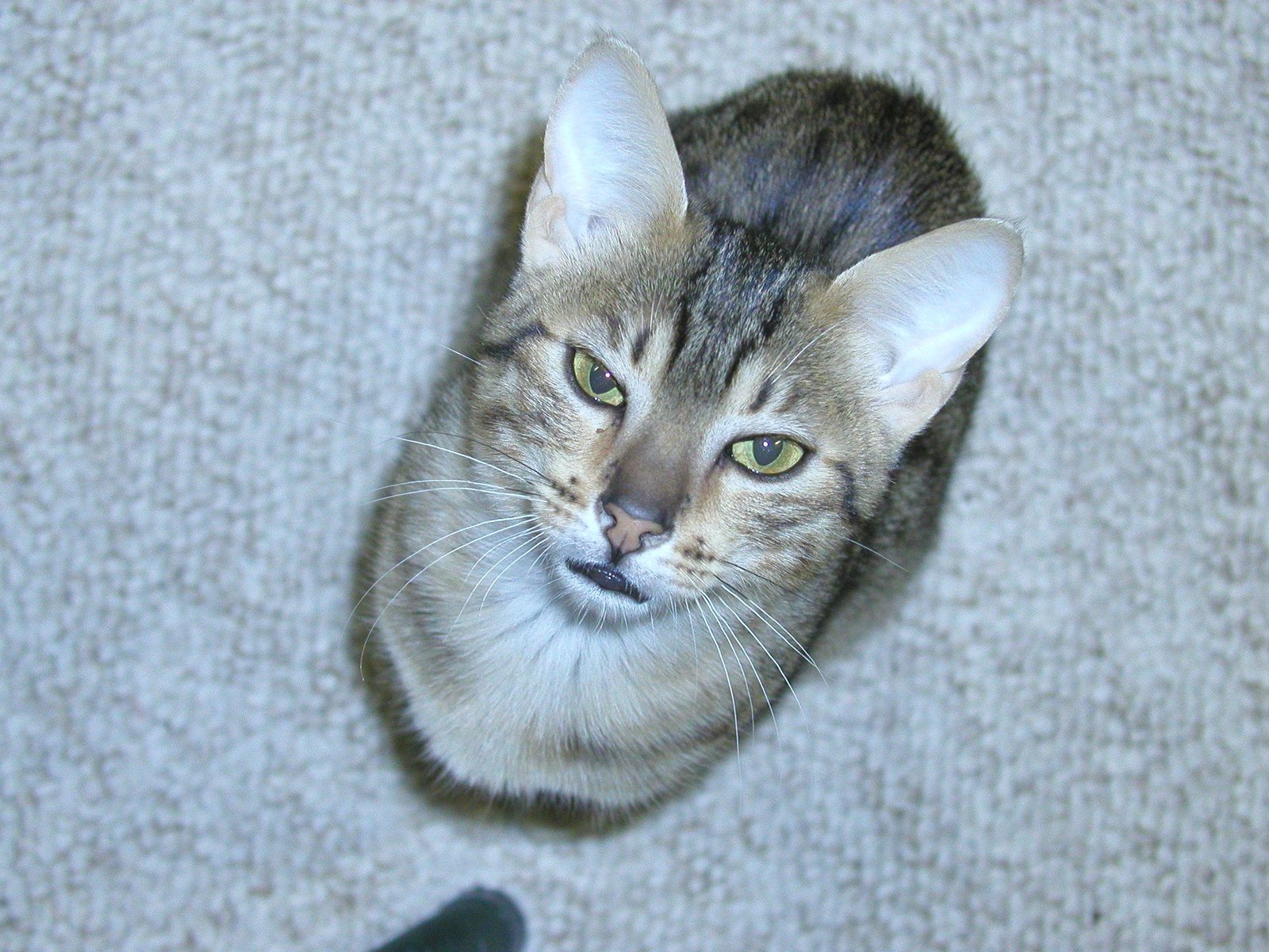 The Egyptian Mau: Spotted Royalty of the Nile (image credits: wikimedia)