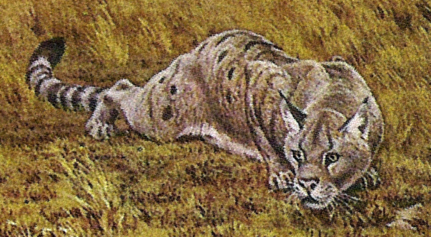 Pseudaelurus: The Cat Who Started It All (image credits: wikimedia)