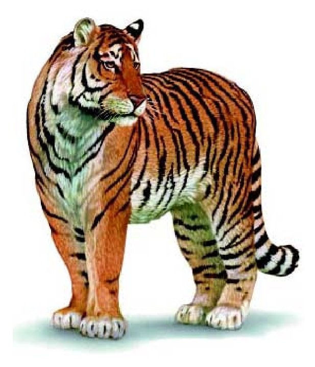 Panthera zdanskyi: The “Dragon Cat” (image credits: wikimedia)