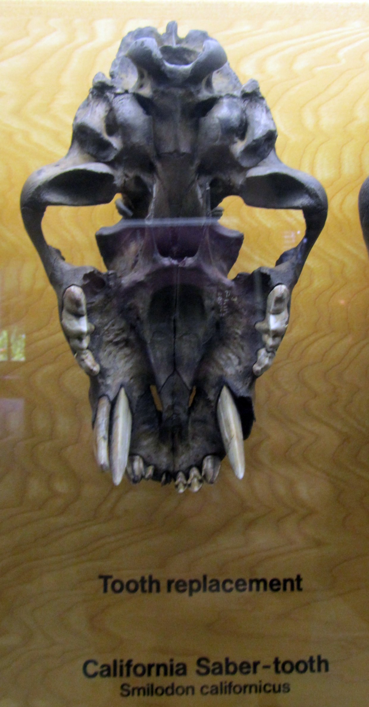 Stenailurus teilhardi: The Chinese Saber-Tooth (image credits: wikimedia)